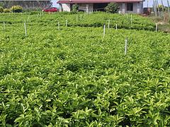 廣西橫縣隆泉果蔬專業(yè)合作社