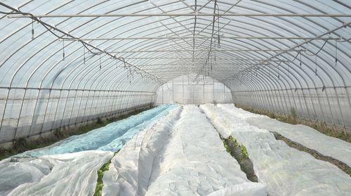 寒潮來襲 上海各蔬菜基地積極御寒確保 菜籃子 穩定