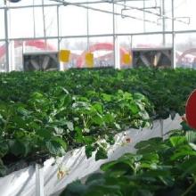 北京匯豐興農果蔬產銷專業合作社