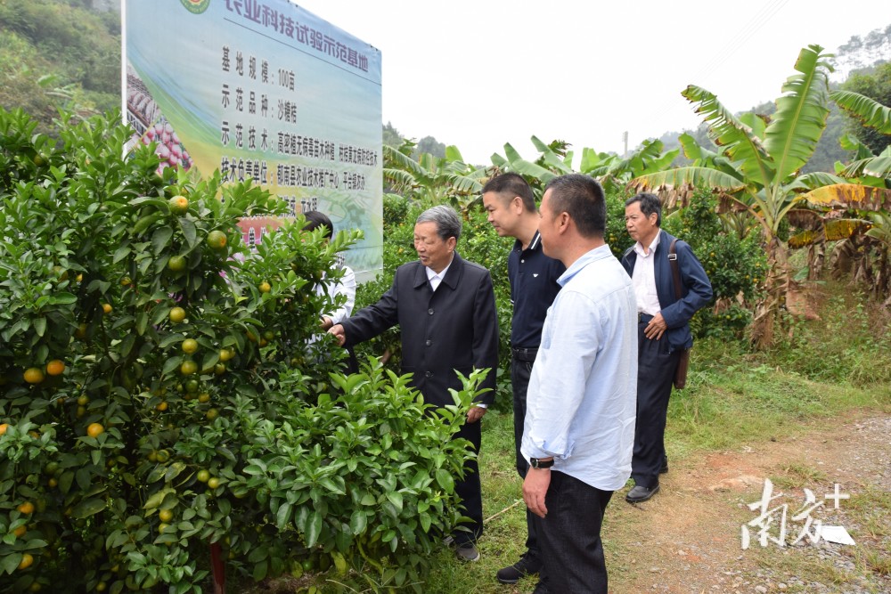 郁南平臺鎮:做活農村集體經濟,蹚出強村富民路徑