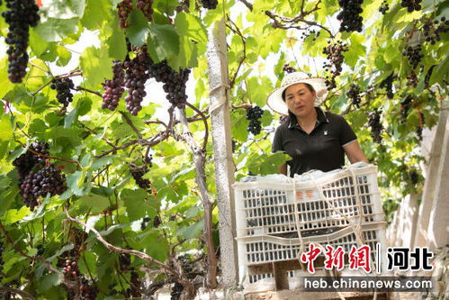 石家莊趙縣 設施農業(yè)助農增收