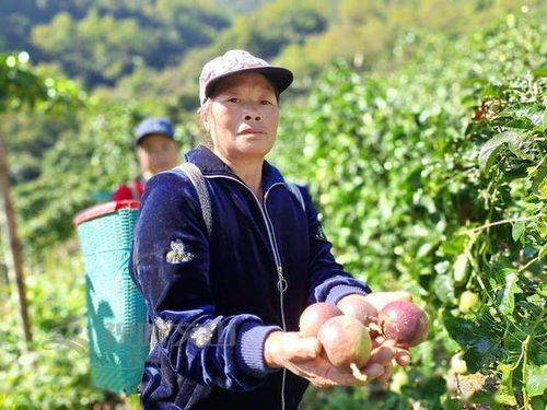 她把百香果變成致富引路果 村民 聞香而來