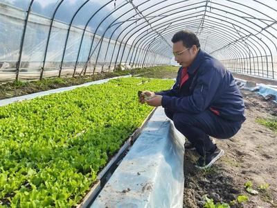 白鶴蔬果專業(yè)合作社 日均采收240噸蔬菜，穩(wěn)產(chǎn)穩(wěn)價保障市場供應
