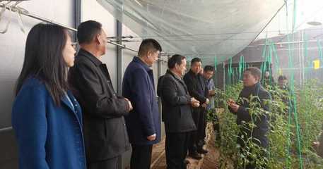省農業(yè)農村廳深入我區(qū)調研農產(chǎn)品質量安全監(jiān)管，關注蔬果專業(yè)合作社發(fā)展