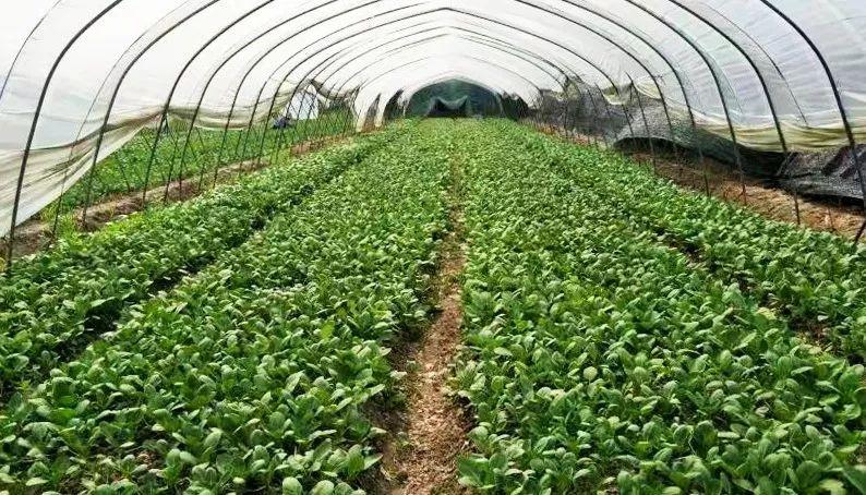 重磅！崇明12家蔬果專業(yè)合作社獲評2018年國家農民合作社示范社