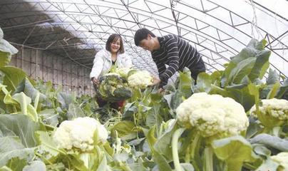 蔬果專業(yè)合作社 助力農民在家門口就業(yè)，盤活唐山城郊經濟
