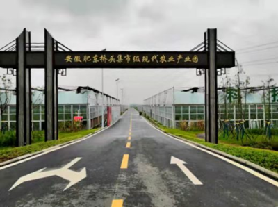 黨建引領山鄉(xiāng)蝶變 肥東縣蔬果專業(yè)合作社的振興之路