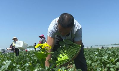 臨泉菜“香”飄香港的秘訣 看這家蔬果專業(yè)合作社如何做到